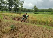 Wujudkan Ketahanan Pangan, Babinsa Koramil 426-01 Simpang Pematang Bantu Petani Panen Padi