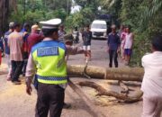 Halangi Jalan, Inilah Respon Cepat Polsek Terusan Nunyai Dalam Evakuasi Pohon Tumbang