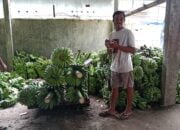 Omzet Pengepul Pisang kabupaten Kebumen Awal Ramadhan Meningkat