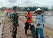 Babinsa 426-05 Penawar Aji Komsos Dengan Petani Di Tengah Sawah