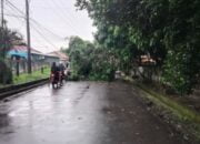 Gara – gara Pohon Mahoni Tumbang, Akses Lalu lintas Komplek Perumahan BTN Jadi Macet