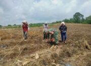 Babinsa Koramil 02/Sidikalang Berjibaku Tingkatkan Produksi Jagung Bersama Petani