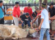 Idul Adha 2024, Polda Lampung Kurban 44 Sapi dan Kambing