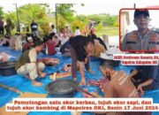 Polres OKI Menyembelih 1 ekor Kerbau, 7 Ekor Sapi Dan 7 Ekor Kambing Untuk Ibadah Qurban