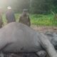 Gajah Liar Dewasa Ditemukan Mati di TNWK, Penyebab Kematian Masih Diselidiki