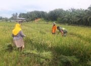 Penuh Semangat, Babinsa 08/Rantau Bantu Petani Panen Padi