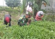 Bantu Kesejahteraan Petani, Serka Erwan Bantu Warga Memanen Kangkung 