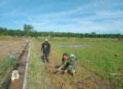 Gunakan Cangkul, Babinsa Koramil 04/Bendahara Bantu Petani Olah Lahan 