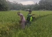 Babinsa Koramil 05/Tamiang Hulu Bersama Petani Cek Bulir Padi Yang Mulai Menguning 