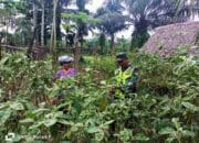 Tingkatkan Produksi Hasil Pertanian, Babinsa Koramil 04/Bendahara Dampingi Petani Terong