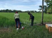 Terjun Ke Sawah, Babinsa Koramil 09/Banda Mulia Dampingi Petani Lakukan Penyemprotan Padi