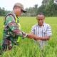 Pastikan Bulir Buah Padi Berkualitas, Babinsa Turun Langsung Ke Sawah Cek Kondisi Padi