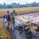 Sertu F Hasibuan Bantu Bajak Sawah Petani Desa Binaan