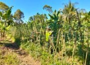 Dengan Semangat Babinsa Tamiang Hulu Bantu Petani Bersihkan Gulma Pada Tanaman Kacang Panjang