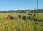 Semangat Babinsa, Bantu Poktan Jaya Tani Panen Padi